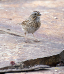 Lincolns Sparrow 7354